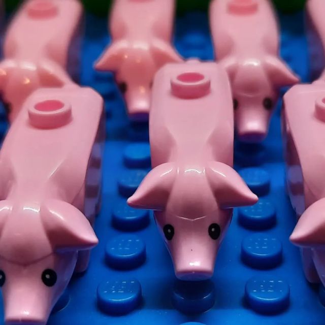 Piggies!